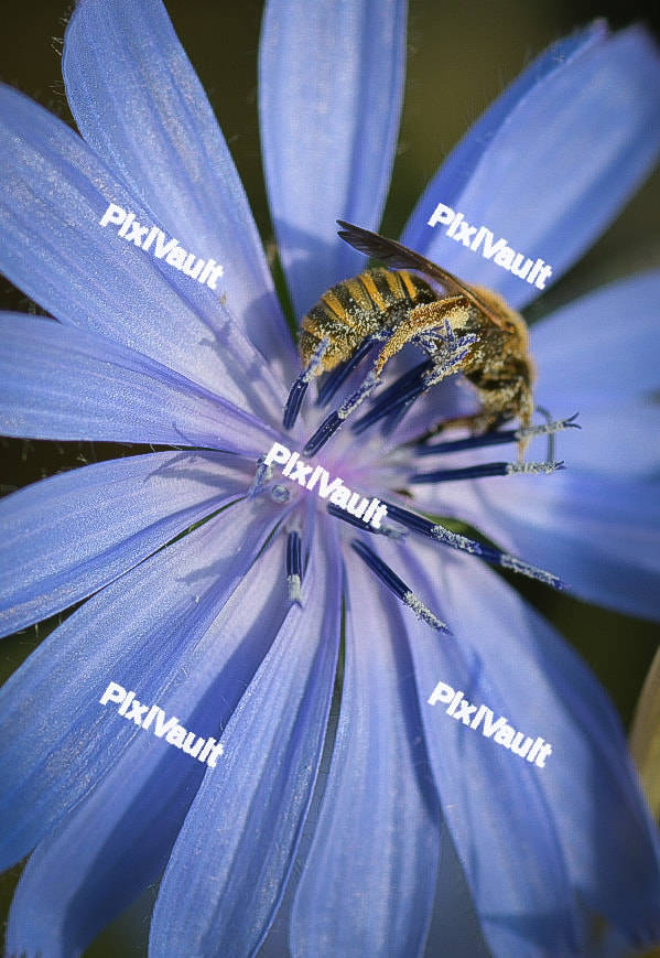Closeup shot of a Bee